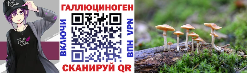 хочу наркоту  Подпорожье  блэк спрут ссылки  Псилоцибиновые грибы MAGIC MUSHROOMS 